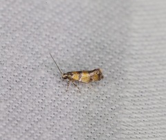 Promalactis lobatifera