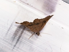 Throana pectinifer