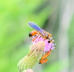 Sphex ichneumoneus