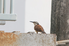 Campylorhynchus chiapensis