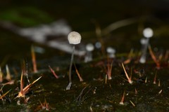 Mycena piringa