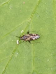 Plagiognathus obscurus