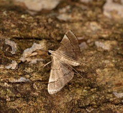 Cangetta hartoghialis
