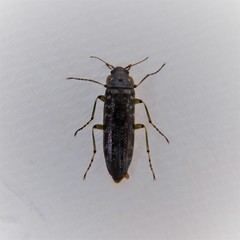 Chalcodrya variegata