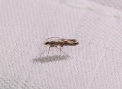 Epicephala lativalvaris