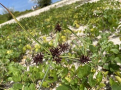 Cyperus planifolius