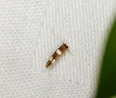 Stathmopoda paradiplaspis