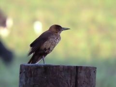 Quiscalus major