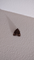 Metalectra richardsi