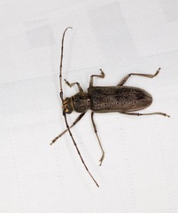 Stromatium longicorne