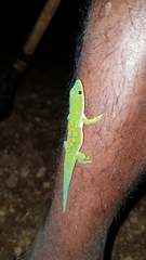 Phelsuma parva