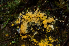 Hypocreaceae