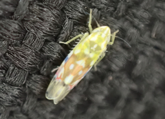 Erythroneura reflecta