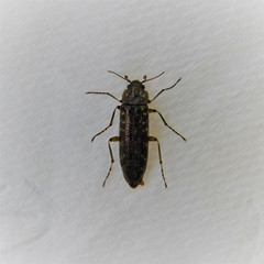 Chalcodrya variegata
