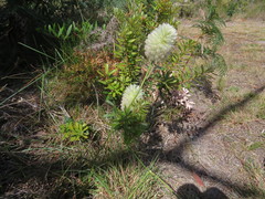 Ptilotus macrocephalus