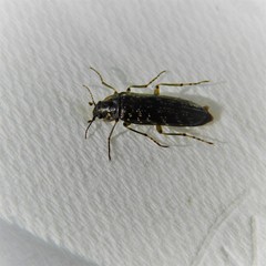 Chalcodrya variegata