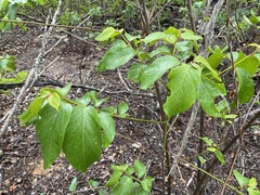 Colubrina arborescens