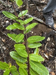 Pentalinon luteum