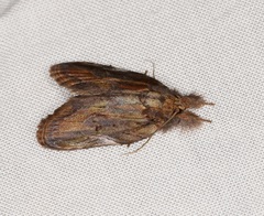 Lamprothripa scotia