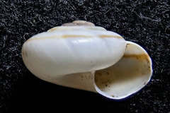 Sonorelix rixfordi
