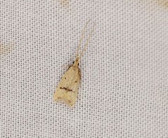 Lecithocera aulicousta