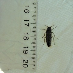 Chalcodrya variegata