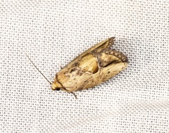 Strotihypera macroplaga