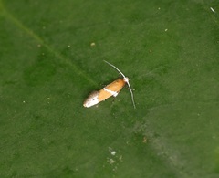 Promalactis longiuncata