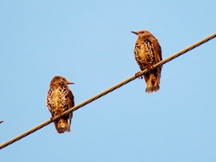 Sturnus vulgaris