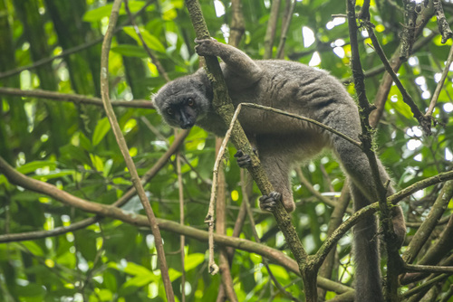 Sanford's Brown Lemur