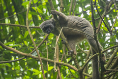 Sanford's Brown Lemur photo 4