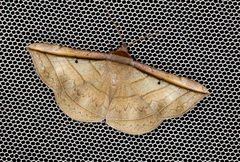 Entomogramma fautrix