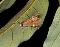Catada vagalis