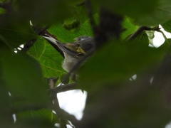 Vermivora chrysoptera