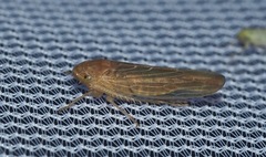 Chlorotettix lusorius