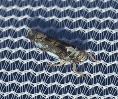 Scaphoideus pullus