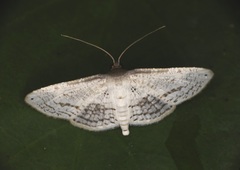 Calindoea anticalis