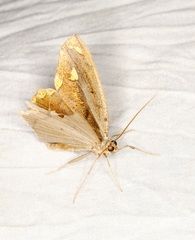 Pareumelea eugeniata