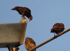 Sturnus vulgaris