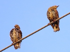 Sturnus vulgaris
