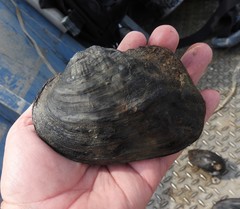 Arcidens confragosus