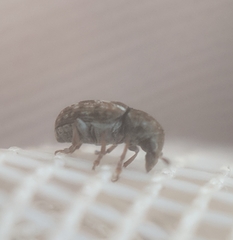 Trigonorhinus