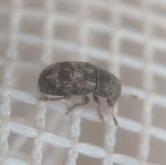 Trigonorhinus