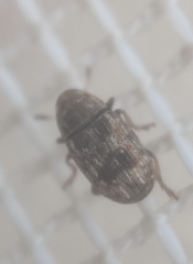 Trigonorhinus