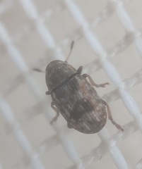 Trigonorhinus