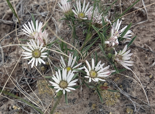 Image of Townsendia grandiflora by (c) Colin Croft, some rights reserved (CC BY)