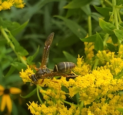Polistes fuscatus