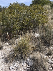 Muhlenbergia emersleyi