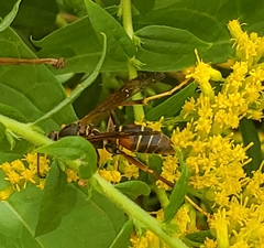 Polistes fuscatus