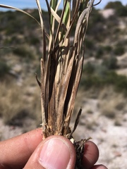 Muhlenbergia emersleyi